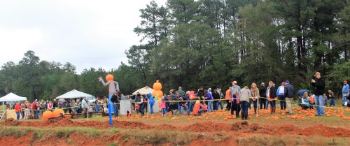 A crowd gathers at a pumpkin patch, with people picking pumpkins and festive decorations in a rural setting.