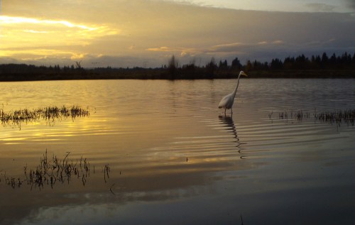 A serene sunset over a calm lake, with a solitary white heron wading through the water.