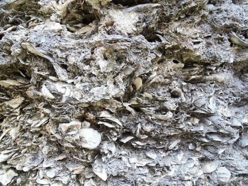 Close-up of a textured surface covered in various shells and marine debris, showcasing natural erosion and layering.