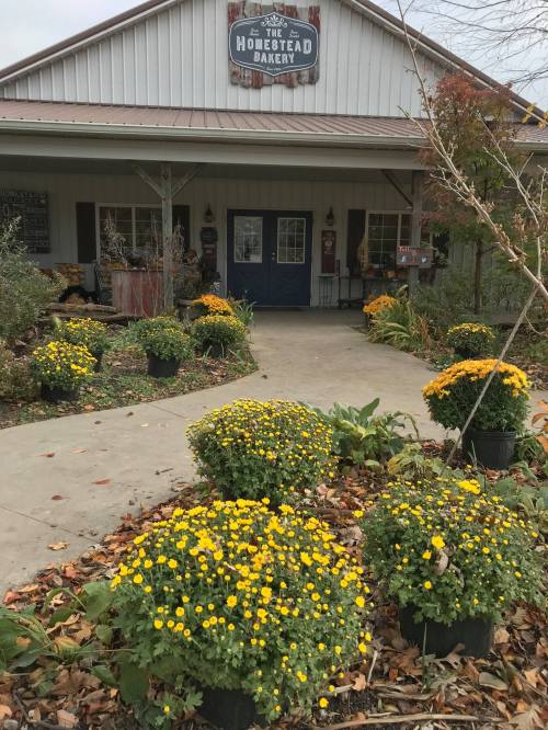 A charming bakery with a sign, surrounded by vibrant yellow mums and autumn foliage.