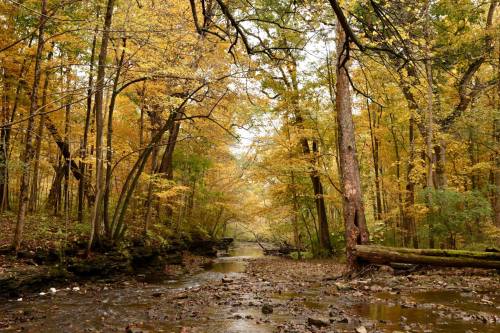 A serene forest scene with a winding creek surrounded by trees in vibrant autumn colors.