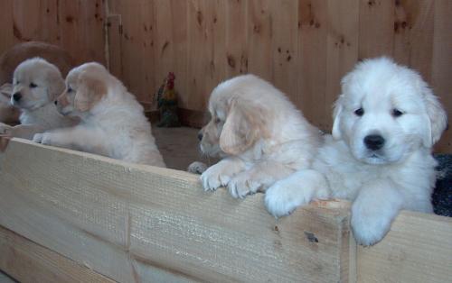 Four fluffy golden retriever puppies playfully peeking over the edge of a wooden box in a cozy setting.