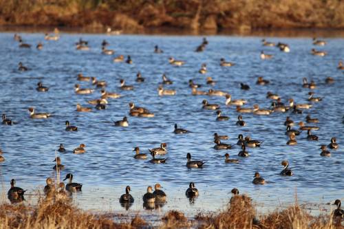 A large group of ducks swimming in a calm blue lake, surrounded by grassy banks.