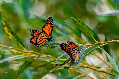 Two vibrant monarch butterflies perched on green leaves, surrounded by a blurred natural background.