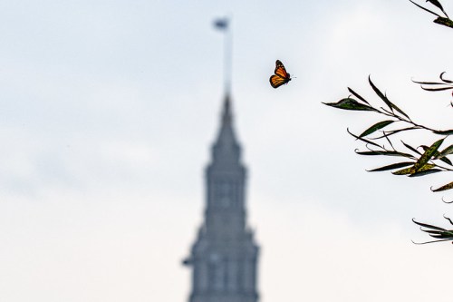 A butterfly flutters near a blurred tower in the background, with soft clouds in the sky.