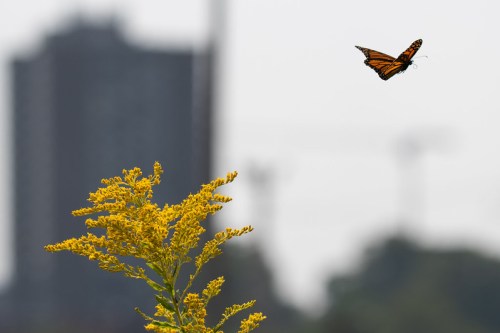 A butterfly hovers near a yellow flower, with a blurred cityscape in the background.