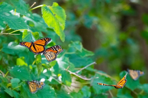 A group of vibrant orange and black monarch butterflies resting on green leaves in a natural setting.