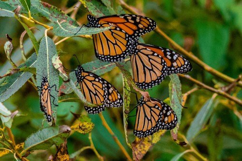 A group of monarch butterflies resting on green leaves in a natural setting.