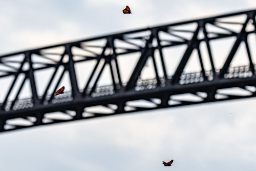 A few butterflies flutter near a large, industrial bridge against a cloudy sky.