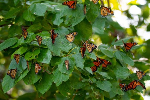 A cluster of orange and black butterflies resting on green leaves in a natural setting.