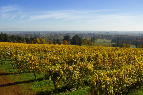 A scenic vineyard with golden grapevines under a clear blue sky, overlooking a lush green landscape.