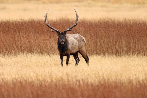 A majestic elk stands in a grassy field, surrounded by tall brown grasses, showcasing its impressive antlers.