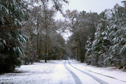 A snowy path winds through a forest, lined with trees covered in snow, creating a serene winter landscape.