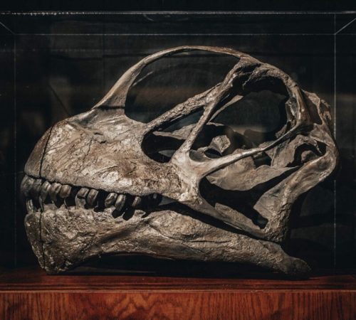 A fossilized dinosaur skull displayed in a glass case, showcasing intricate bone structures and teeth.