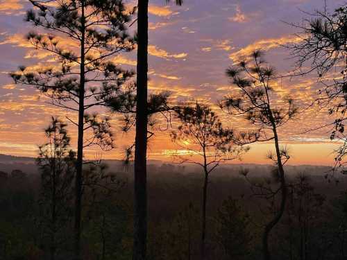 Silhouetted trees against a colorful sunset sky, with layers of hills in the background.