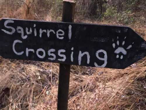 A wooden sign reading "Squirrel Crossing" with a paw print, set in a grassy, wooded area.