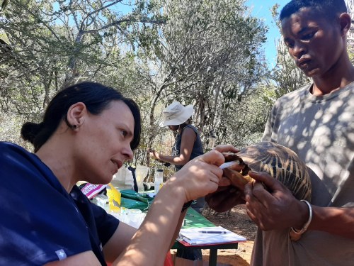 A woman examines a turtle held by a man in a natural setting, with another person working in the background.