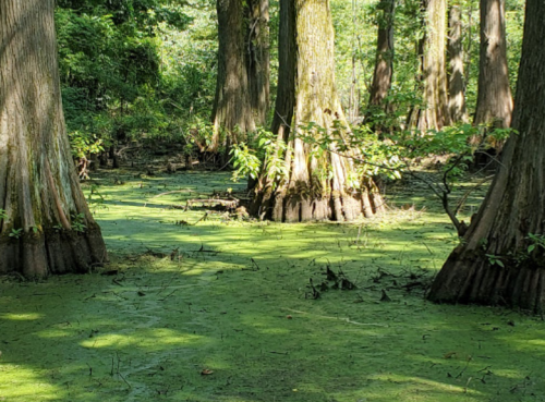 A serene swamp scene with tall trees rising from green, algae-covered water under dappled sunlight.
