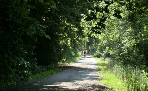 A cyclist rides along a tree-lined path, surrounded by lush greenery and dappled sunlight.