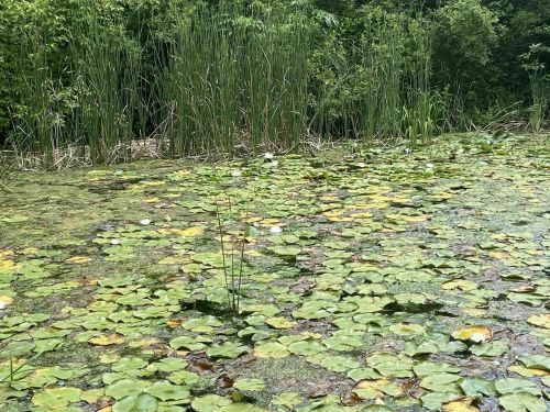 A serene pond covered with lily pads, surrounded by tall grasses and lush greenery.