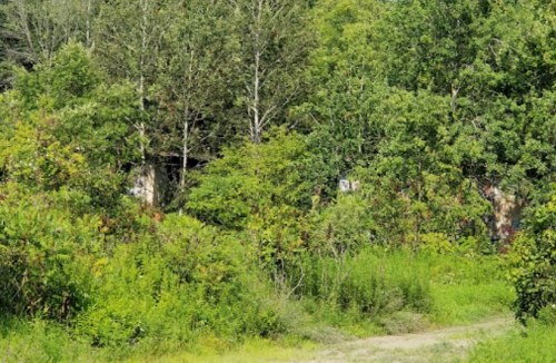Lush green foliage surrounds a hidden structure, blending into the natural landscape of trees and grass.