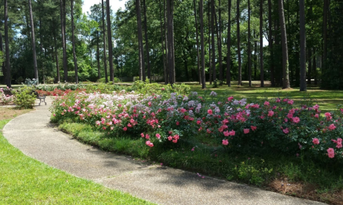A winding path through a vibrant rose garden, surrounded by tall trees and lush greenery.