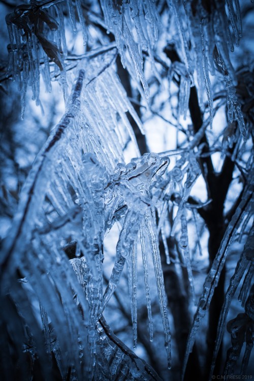 Icicles hang from branches, glistening in a cool blue light, creating a serene winter scene.