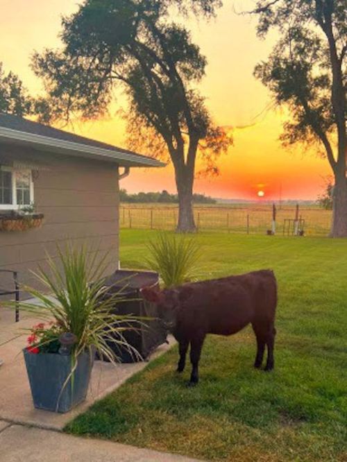 A cow stands near a house with potted plants, framed by a vibrant sunset and trees in the background.