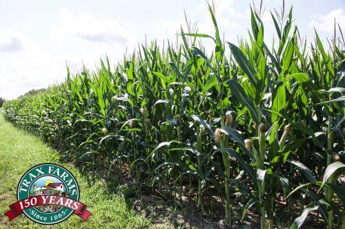 A lush cornfield under a bright sky, with a logo celebrating Trax Farms' 150 years since 1863.