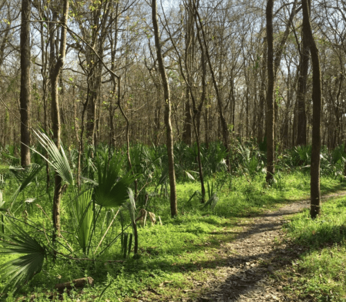 A serene forest path surrounded by tall trees and lush green undergrowth, with palm leaves scattered throughout.
