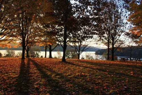 A serene lakeside scene with autumn trees casting long shadows on fallen leaves at sunset.