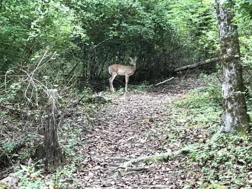 A deer stands on a forest path surrounded by lush greenery and fallen leaves.