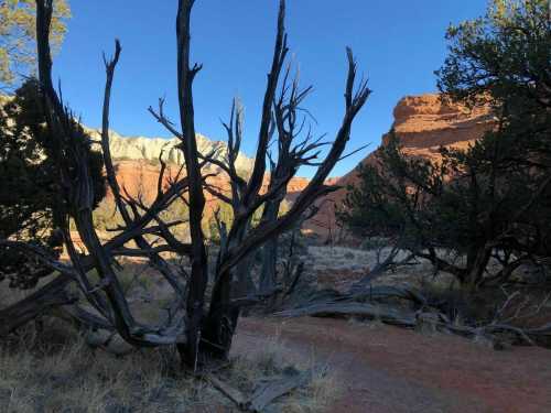 A barren landscape with twisted trees, red rock formations, and a clear blue sky in the background.