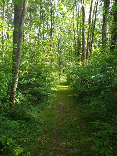 A serene forest path surrounded by lush green trees and foliage, inviting exploration and tranquility.