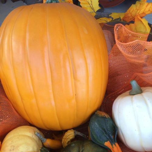 A large orange pumpkin surrounded by smaller pumpkins and autumn leaves.