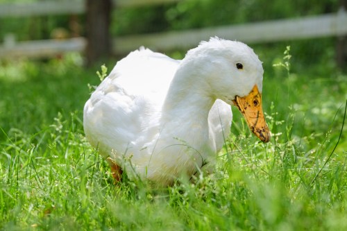 A white duck walking through green grass in a sunny outdoor setting.