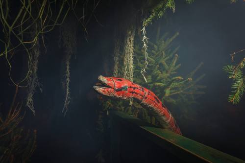 A vibrant red snake emerges from a misty, green forest, surrounded by hanging moss and foliage.
