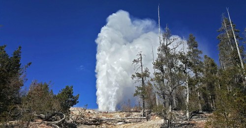 A geyser erupts against a clear blue sky, surrounded by trees and rocky terrain.