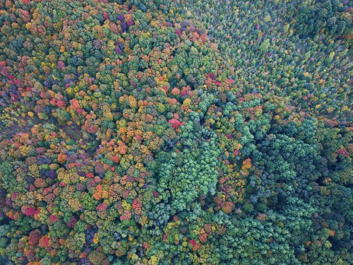 Aerial view of a vibrant forest displaying a mix of green and autumn-colored trees in various shades.