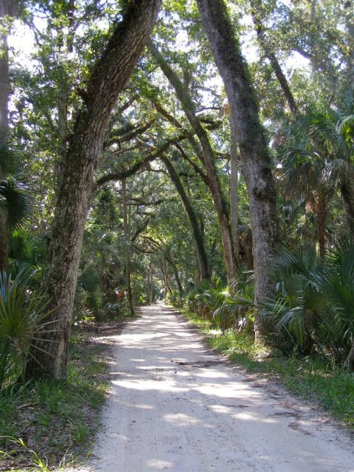 A sandy path winds through a lush, green forest with tall trees and dense foliage on either side.