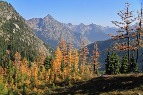A scenic mountain landscape featuring golden larch trees, green pines, and rugged peaks under a clear blue sky.