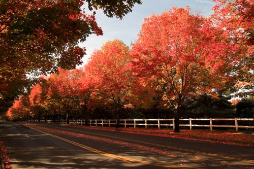A scenic road lined with vibrant red and orange trees, with a white fence and fallen leaves on the pavement.
