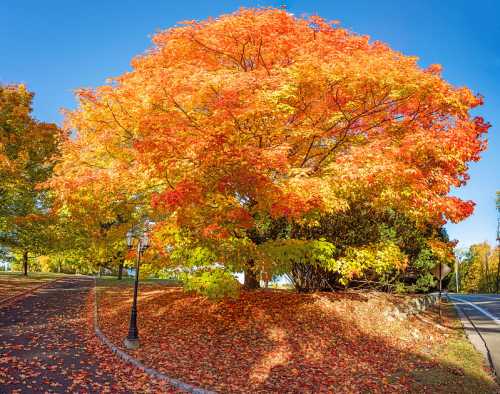 A vibrant orange and yellow tree stands beside a path, surrounded by fallen leaves under a clear blue sky.