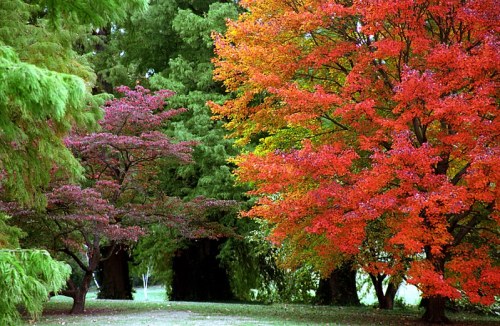 Vibrant autumn trees with red and purple leaves in a lush green park setting.