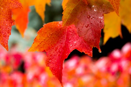 Close-up of vibrant autumn leaves in shades of red and orange, glistening with raindrops against a blurred background.