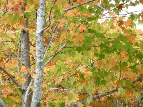 Colorful autumn leaves in shades of green, orange, and yellow on a tree with a textured gray trunk.