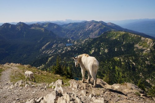 A mountain goat stands on a rocky ledge, overlooking a lush valley and distant mountains under a clear blue sky.