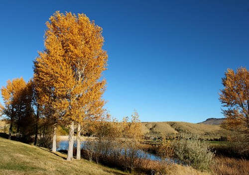 A serene landscape featuring golden autumn trees by a calm river under a clear blue sky.