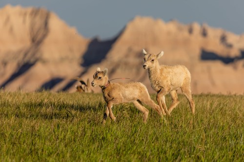 Two young sheep playfully walk through a grassy field with mountains in the background.