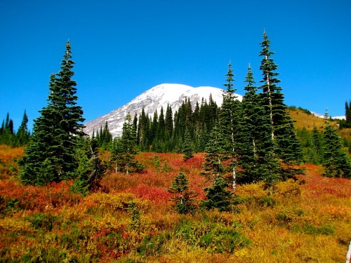 A vibrant landscape featuring colorful autumn foliage, evergreen trees, and a snow-capped mountain under a clear blue sky.